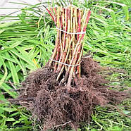 Малина Париж – пізня, транспортабельна, великоплідна, фото 6