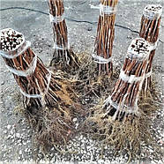 Саджанці (кущі) літньої малини Королівська - рання, великоплідна, врожайна, фото 7