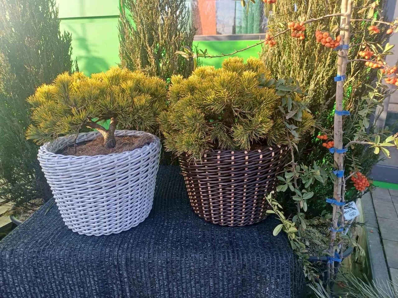 Кашпо плетене 10 л Ліч, фото 1