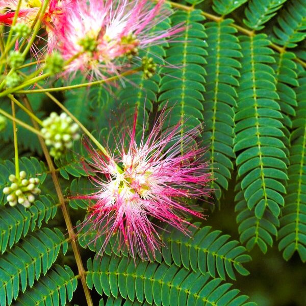 Саджанці Альбіції ленкоранської або ленкоранська акація (Albizia julibrissin)
