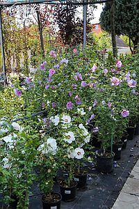 Гібіскус сирійський, контейнер 0,5л