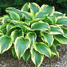 Хоста гірська Ауреомаргіната / Р9 / Hosta montana Aureomarginata