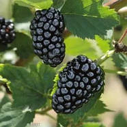 Саджанці ожини Безшипна Врожайна - середнього терміну, безшипна, транспортабельна, врожайна, фото 2