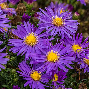 Айстра кущова 'Blaue Laguna'. Контейнер 0,5л