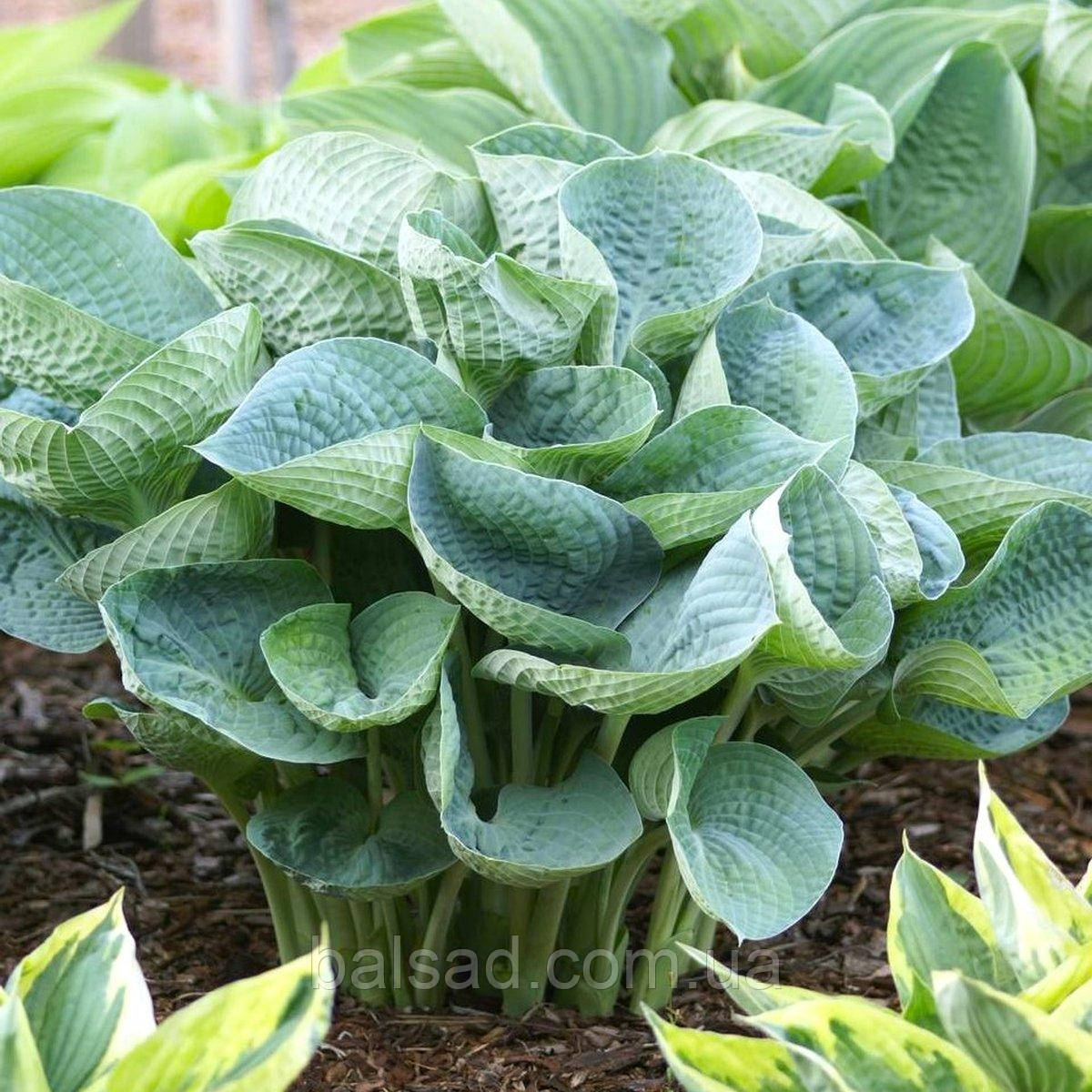 Хоста Абіква Дрінкінг Гаурд / Р12 / Hosta Abiqua Drinking Gourd