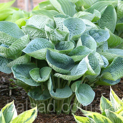 Хоста Абіква Дрінкінг Гаурд / Р12 / Hosta Abiqua Drinking Gourd, фото 1