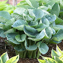 Хоста Абіква Дрінкінг Гаурд / Р12 / Hosta Abiqua Drinking Gourd