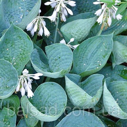 Хоста Абіква Дрінкінг Гаурд / Р12 / Hosta Abiqua Drinking Gourd, фото 3