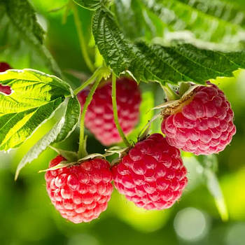 Малина Таганка – соковита, транспортабельна, високоврожайна