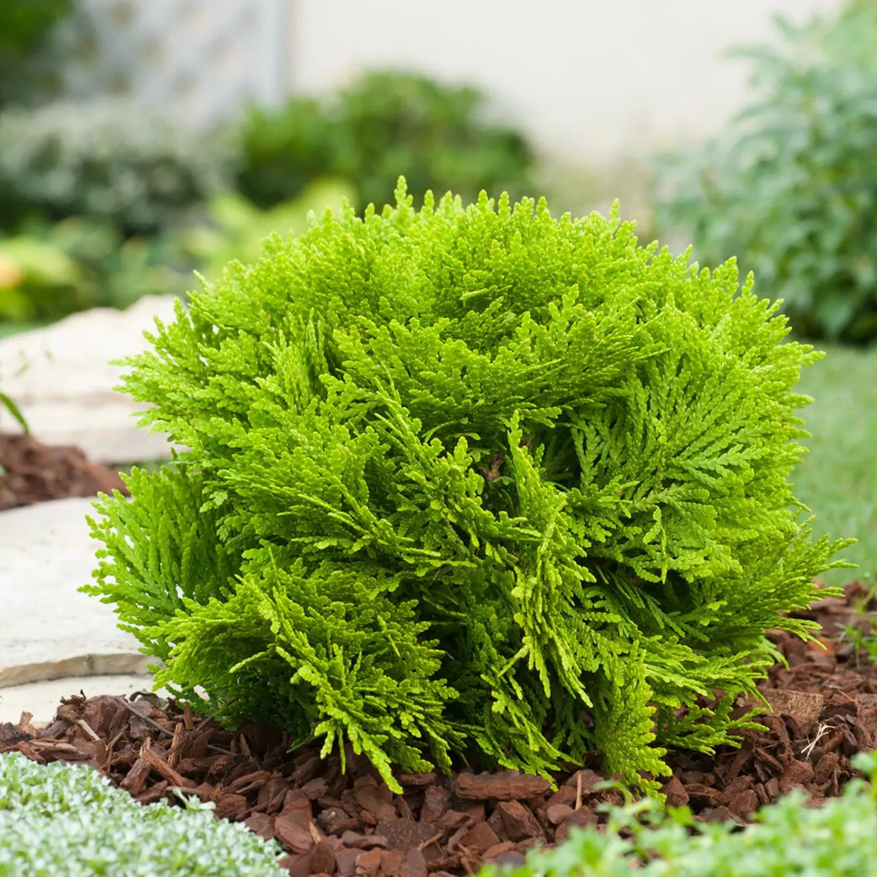 Туя західна Міріам - куляста, жовто-зелена, карликова Р9, фото 1