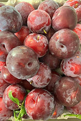 3-х річний Гібрид "Нектаприум" нектаринова слива