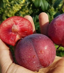 3-х річний Плумкот слива-абрикос "Кінг-Конг"