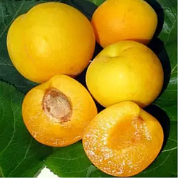 Апріум 3-х річний (абрикос-слива) "Флейвор Дельт"