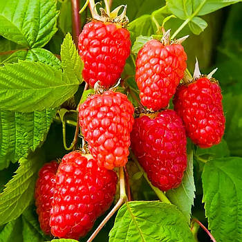 Малина Марастар – десертна, ароматна, стійка до хвороб