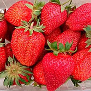 Полуниця (розсада) Азія - солодка, великоплідна, урожайна, фото 2