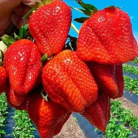 Полуниця (розсада) Азія - солодка, великоплідна, урожайна, фото 1