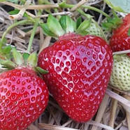 Полуниця (розсада) Азія - солодка, великоплідна, урожайна, фото 4