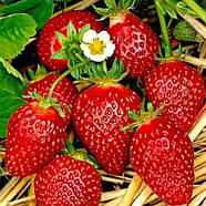 Полуниця (розсада) Азія - солодка, великоплідна, урожайна, фото 3