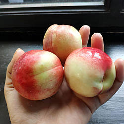 Нектарин "Бурштиновий" (самоплідний сорт, середньопізній)