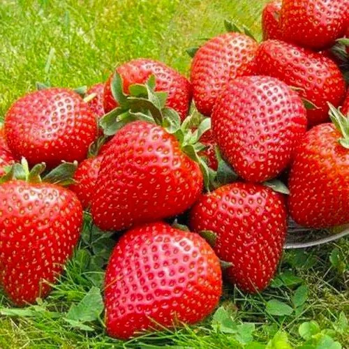 Полуниця (розсада) Вайбрант - рання, ароматна, транспортабельна, фото 1