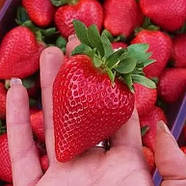 Полуниця (розсада) Флер - дуже рання, великоплідна, солодка, фото 2