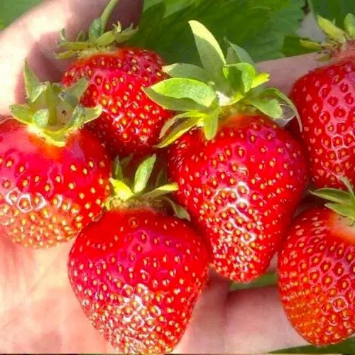 Полуниця (розсада) Флер - дуже рання, великоплідна, солодка, фото 1