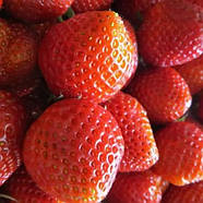 Полуниця (розсада) Флер - дуже рання, великоплідна, солодка, фото 3