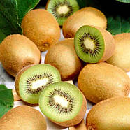 Ківі Бемоль – самозапильний, урожайний, ранньостиглий, фото 2