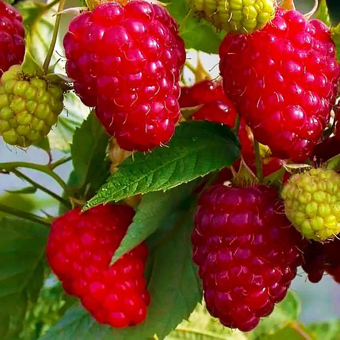 Малина Патриція - великоплідна, ароматна, плодовита, фото 1