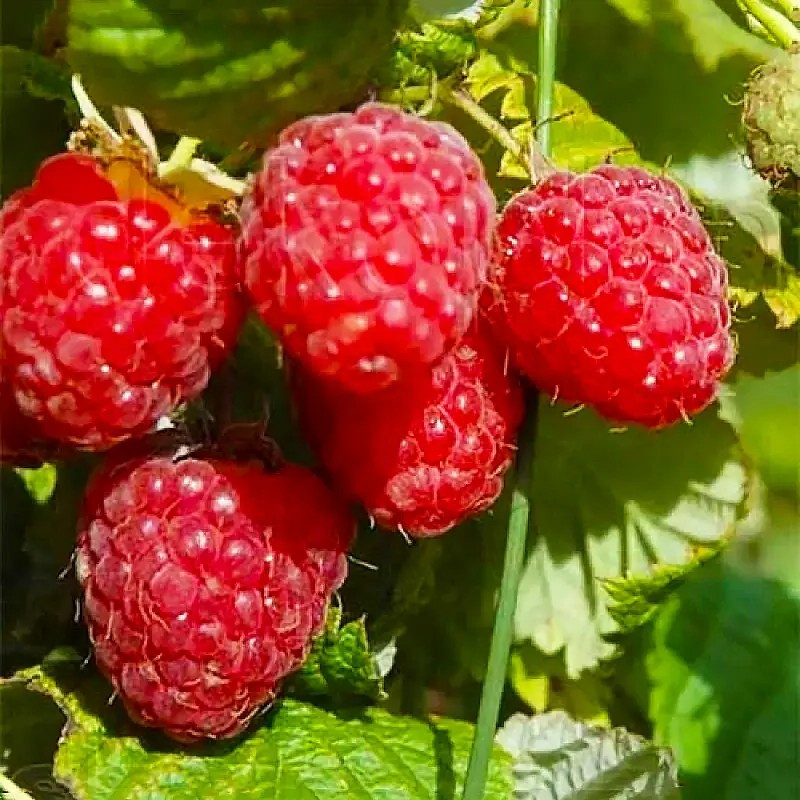 Малина Феномен - великоплідна, ароматна, продуктивна
