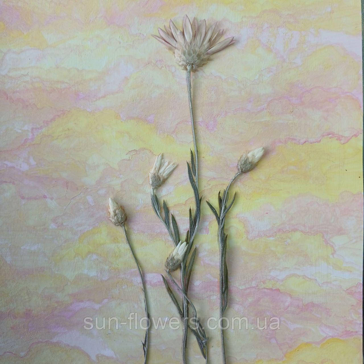 Листівка "Сонячна радість", фото 1