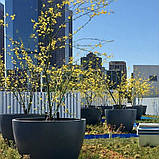 Кашпо для вулиці "Рим" Д400-800 для квітів, кущів та дерев, для вулиці, саду, дачі та тераси вазон бетонний, фото 3