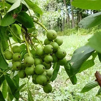 Волоський горіх Іван Багряний (3 річний) – низькорослий, швидкоплідний, врожайний