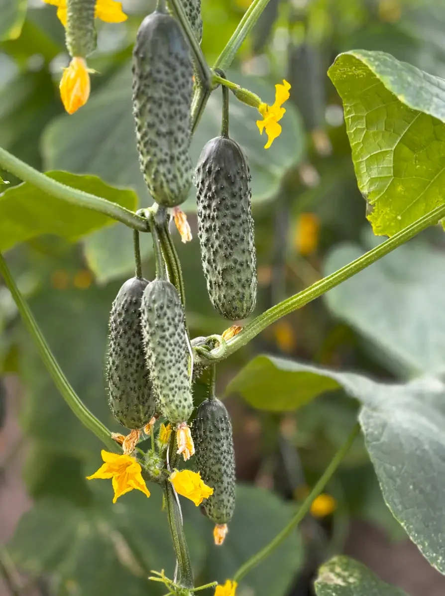 Насіння огірка Моджо F1 (Mojo F1) Manier Seeds 100