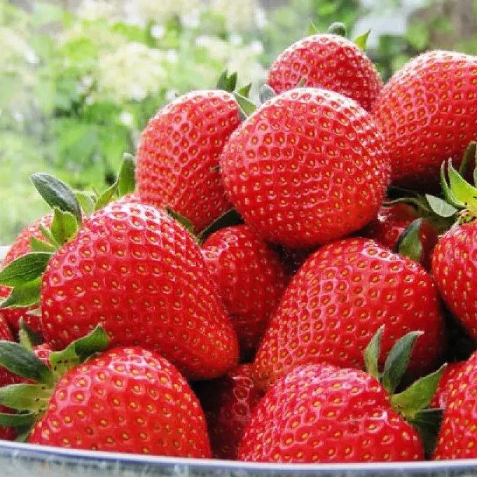 Полуниця Мадлен – солодка, ароматна, стійка до хвороб, фото 1