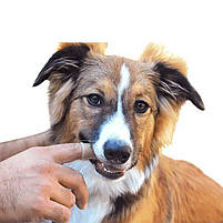 Щітка для догляду за зубами тварин із силікону на палець для чищення зубів собак і кішок рожева 29310 рожевий, фото 4