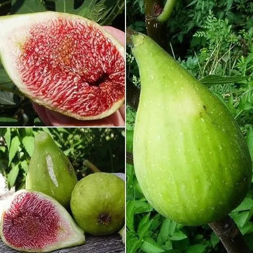 Інжир Далматський (Dalmatian) 2-х річний - ремонтантний, великоплідний, самоплідний, фото 1