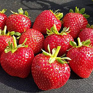 Полуниця (розсада) Кабрілло – ремонтантна, великоплідна, урожайна, фото 2