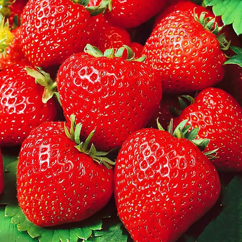 Полуниця (розсада) Кабрілло – ремонтантна, великоплідна, урожайна, фото 1