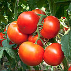 Томат Орел пустелі (жаростійкий) 100 шт, фото 6