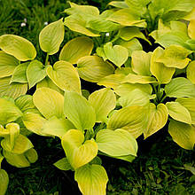 Хоста Август Мун / Р12 / Hosta August Moon