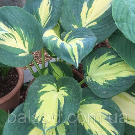 Хоста Біч Бой / Р12 / Hosta Beach Boy, фото 1