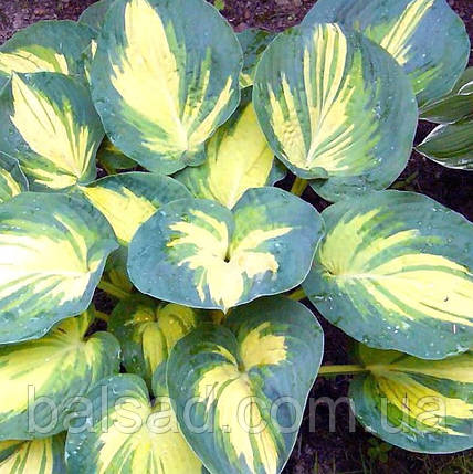 Хоста Біч Бой / Р12 / Hosta Beach Boy, фото 3