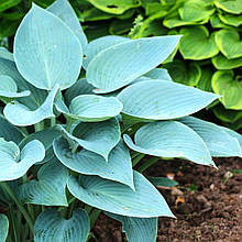 Хоста Блю Кадет / Р9 / Hosta Blue Cadet