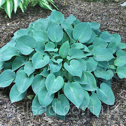 Хоста Блю Кадет / Р9 / Hosta Blue Cadet, фото 3