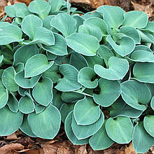 Хоста Блю Маус Ірс / Р9 / Hosta Blue Mouse Ears