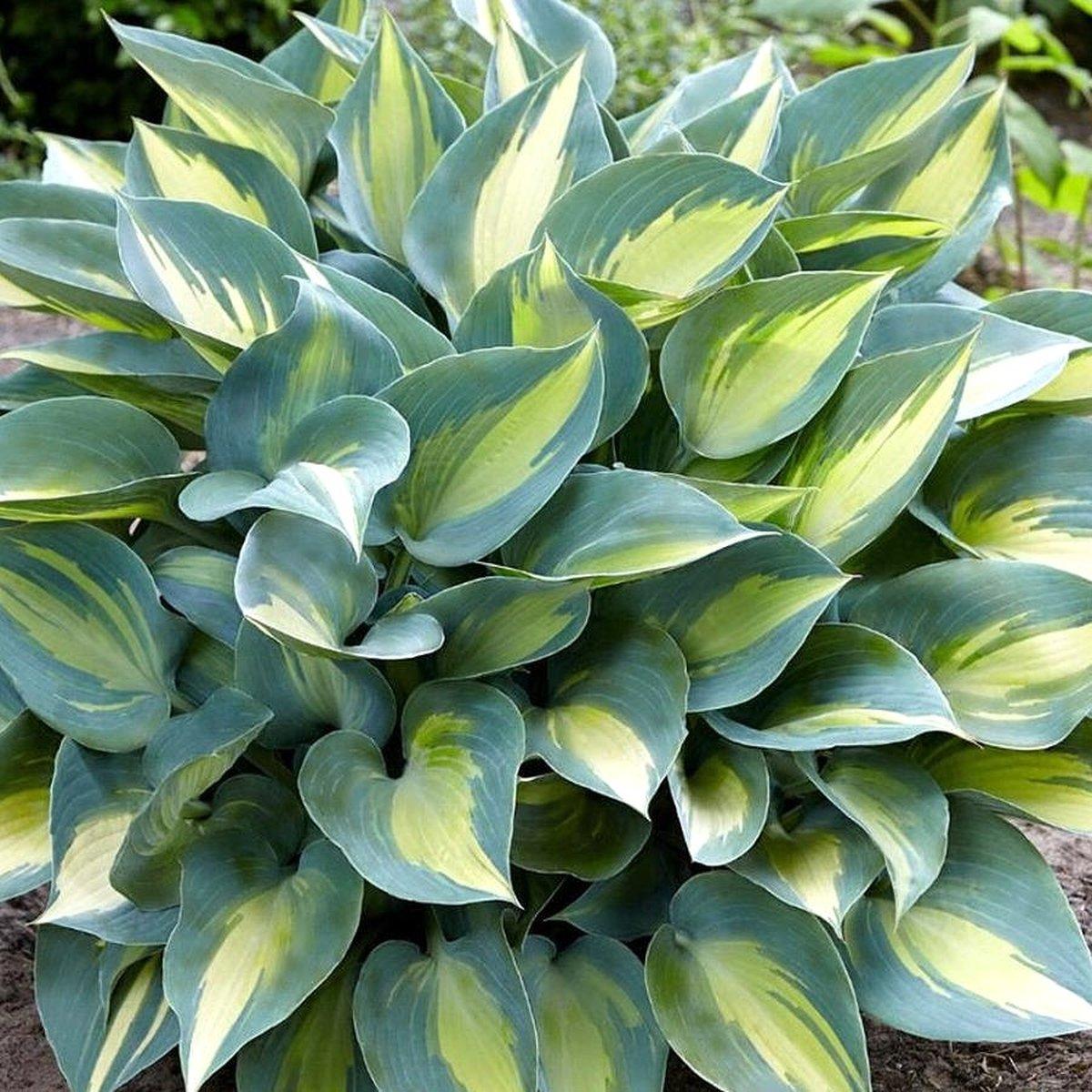 Хоста Катерин / Р12 / Hosta Catherine