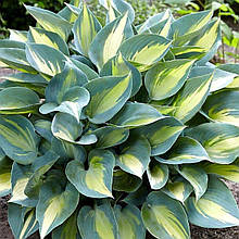 Хоста Катерин / Р12 / Hosta Catherine