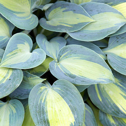 Хоста Катерин / Р12 / Hosta Catherine, фото 2