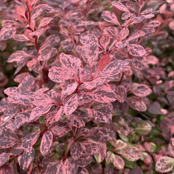 Барбарис тунберга Арлекін (Harlequin) саджанець в горщику 1 л